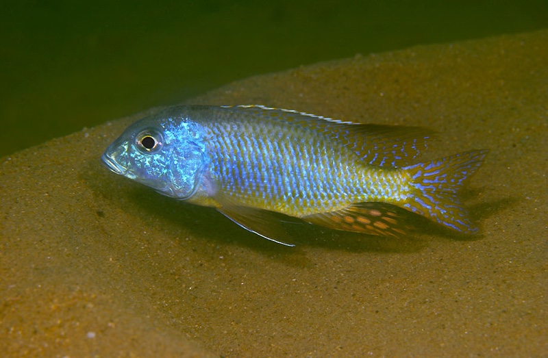 Tramitichromis sp. 'mvunguti' Mvunguti